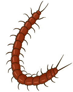 centipede
